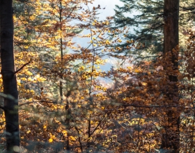 Wycieczka na Turbacz w Gorcach - las jesienią